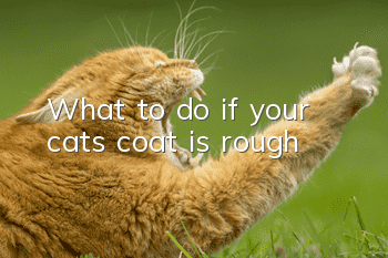 What to do if your cat’s coat is rough