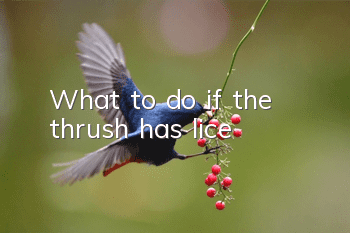 What to do if the thrush has lice