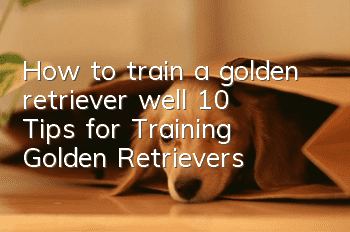 How to train a golden retriever well? 10 Tips for Training Golden Retrievers