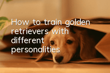 How to train golden retrievers with different personalities?