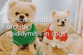 Clinical symptoms of orchitis (epididymitis) in dogs