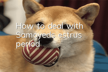 How to deal with Samoyed's estrus period