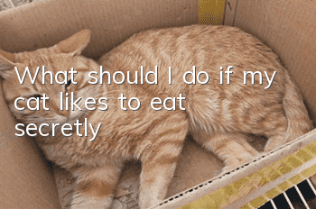 What should I do if my cat likes to eat secretly?
