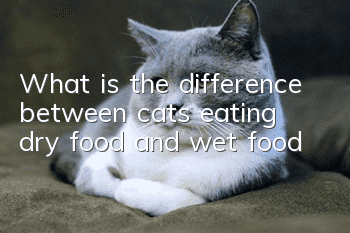What is the difference between cats eating dry food and wet food?