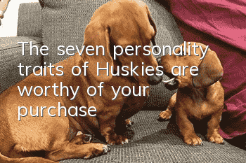 The seven personality traits of Huskies are worthy of your purchase