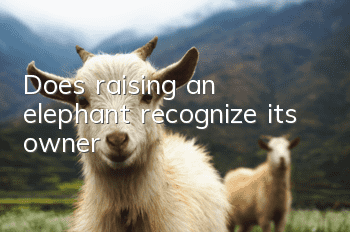 Does raising an elephant recognize its owner?