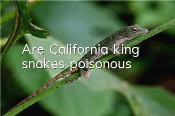 Are California king snakes poisonous?