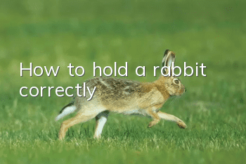 How to hold a rabbit correctly