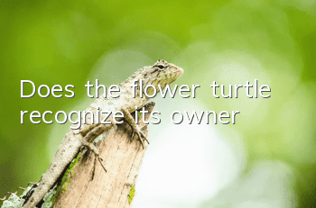 Does the flower turtle recognize its owner?
