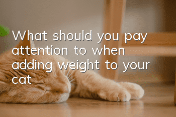 What should you pay attention to when adding weight to your cat?