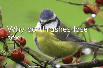 Why do thrushes lose sex?