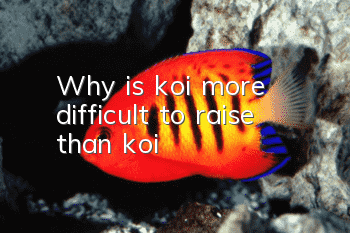 Why is koi more difficult to raise than koi?