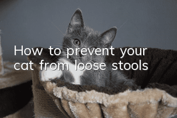 How to prevent your cat from loose stools