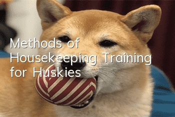 Methods of Housekeeping Training for Huskies