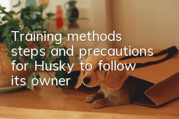 Training methods, steps and precautions for Husky to follow its owner