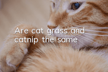 Are cat grass and catnip the same?