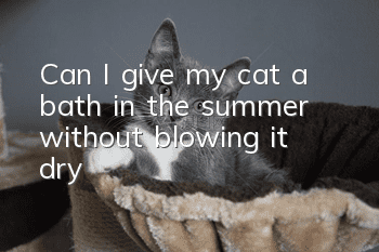 Can I give my cat a bath in the summer without blowing it dry?