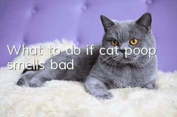 What to do if cat poop smells bad