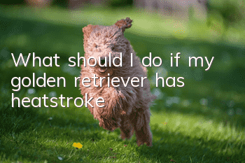 What should I do if my golden retriever has heatstroke?