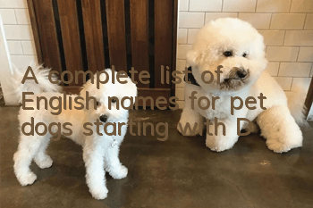 A complete list of English names for pet dogs starting with D