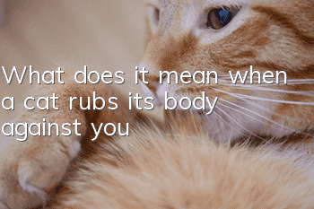 What does it mean when a cat rubs its body against you?