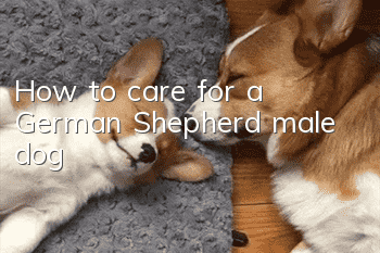 How to care for a German Shepherd male dog