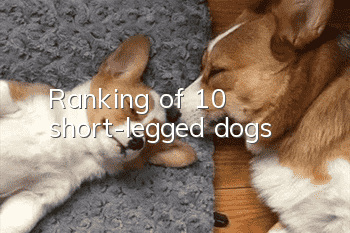 Ranking of 10 short-legged dogs