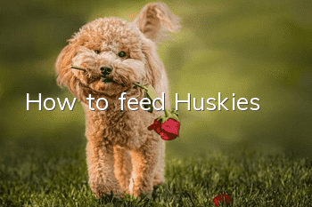 How to feed Huskies