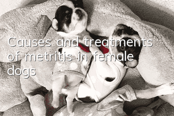 Causes and treatments of metritis in female dogs