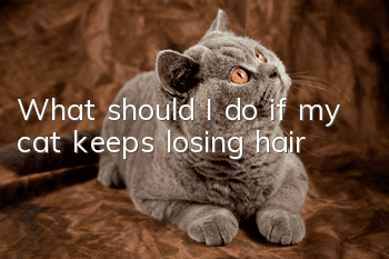 What should I do if my cat keeps losing hair?