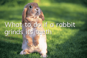 What to do if a rabbit grinds its teeth