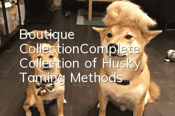 Boutique Collection|Complete Collection of Husky Taming Methods