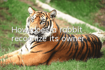 How does a rabbit recognize its owner?
