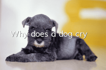 Why does a dog cry?