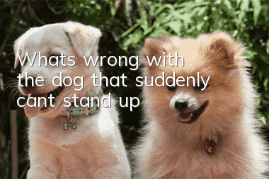 What's wrong with the dog that suddenly can't stand up?