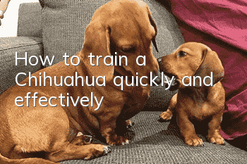 How to train a Chihuahua quickly and effectively?