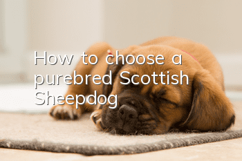 How to choose a purebred Scottish Sheepdog