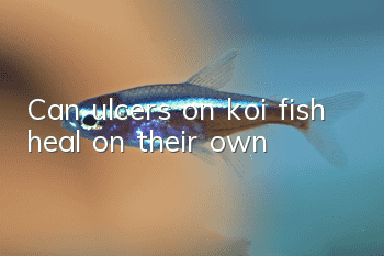 Can ulcers on koi fish heal on their own?