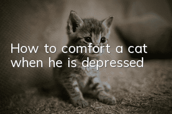 How to comfort a cat when he is depressed