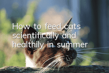 How to feed cats scientifically and healthily in summer