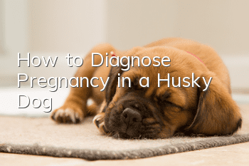 How to Diagnose Pregnancy in a Husky Dog