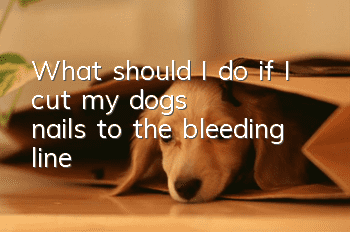 What should I do if I cut my dog's nails to the bleeding line?