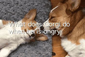 What does Corgi do when he is angry?