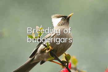 Breeding of budgerigars