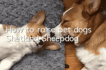 How to raise pet dogs Shetland Sheepdog