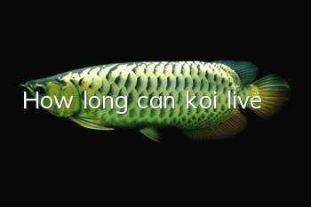 How long can koi live?