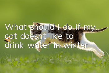 What should I do if my cat doesn’t like to drink water in winter?