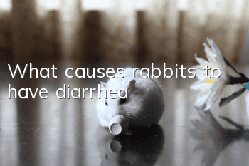 What causes rabbits to have diarrhea?