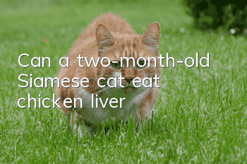 Can a two-month-old Siamese cat eat chicken liver?