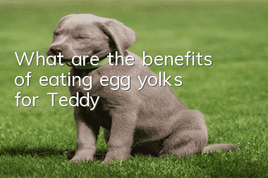 What are the benefits of eating egg yolks for Teddy?